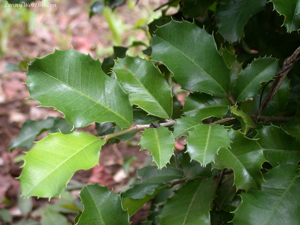 Streblus ilicifolia